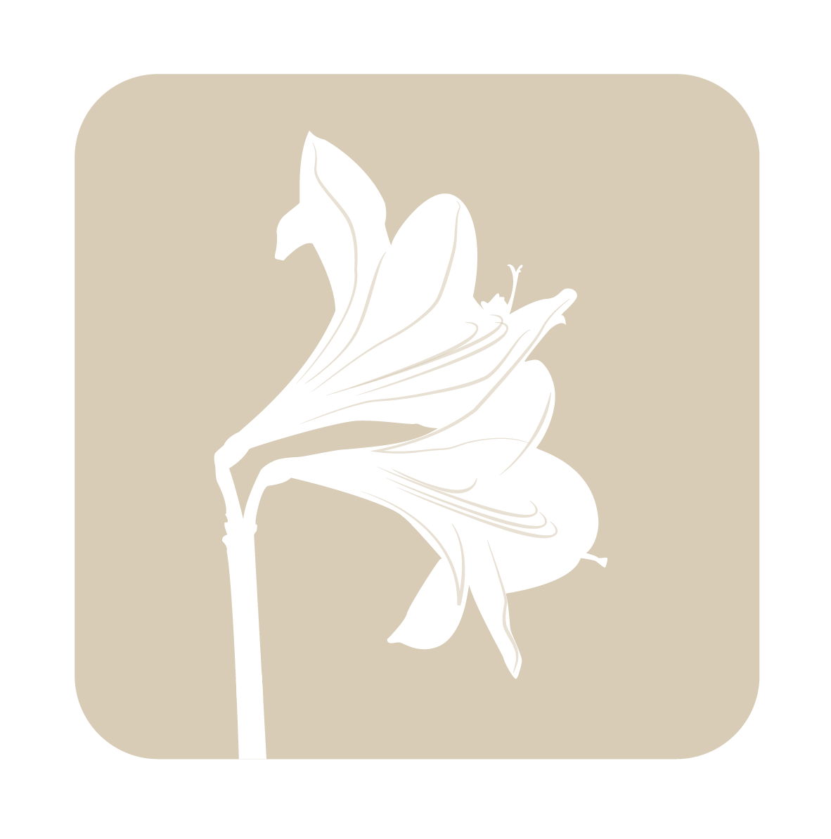 Centre Amaryllis